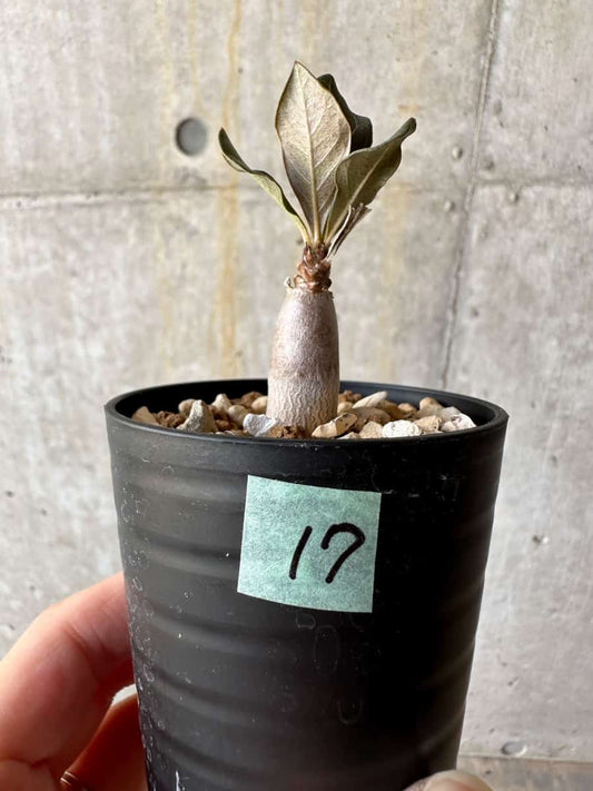 【現品限り】アデニウム・ソコトラナム【D17】 Adenium socotranum