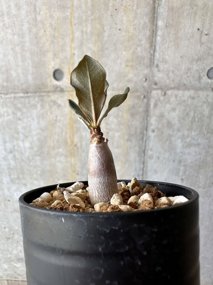 【現品限り】アデニウム・ソコトラナム【D17】 Adenium socotranum