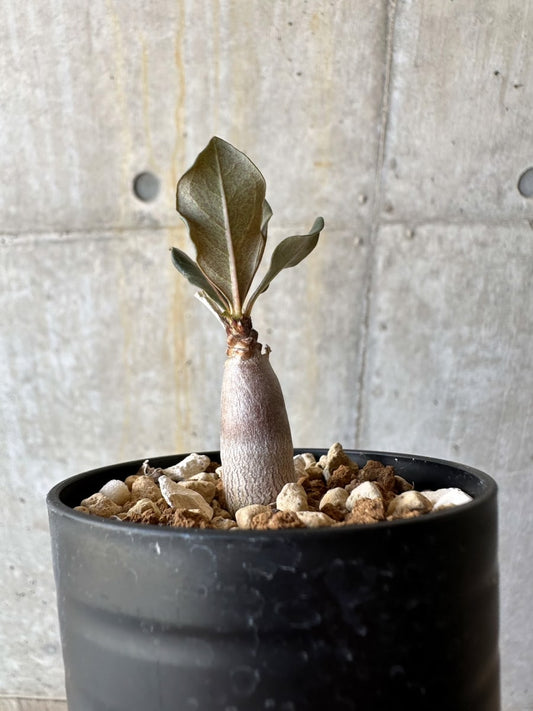 【現品限り】アデニウム・ソコトラナム【D17】 Adenium socotranum
