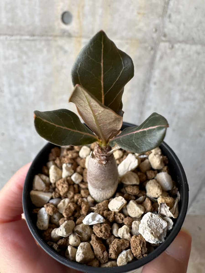 【現品限り】アデニウム・ソコトラナム【D17】 Adenium socotranum