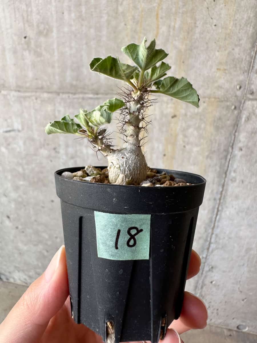 【現品限り】ヤトロファ・マルギナータ【D18】 Jatropha marginata