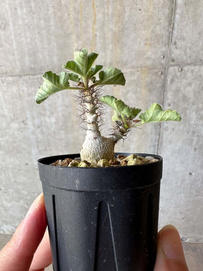 【現品限り】ヤトロファ・マルギナータ【D18】 Jatropha marginata