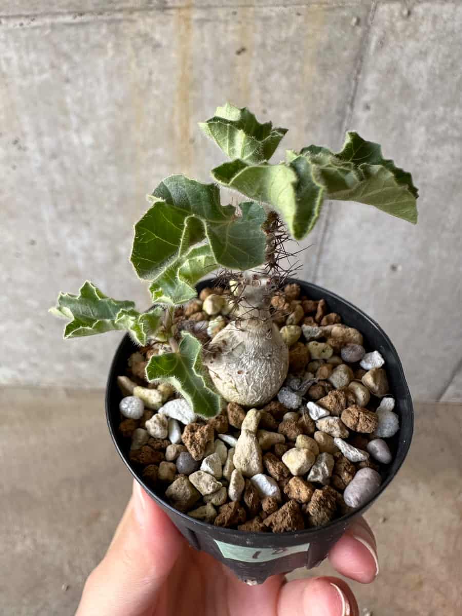 【現品限り】ヤトロファ・マルギナータ【D18】 Jatropha marginata