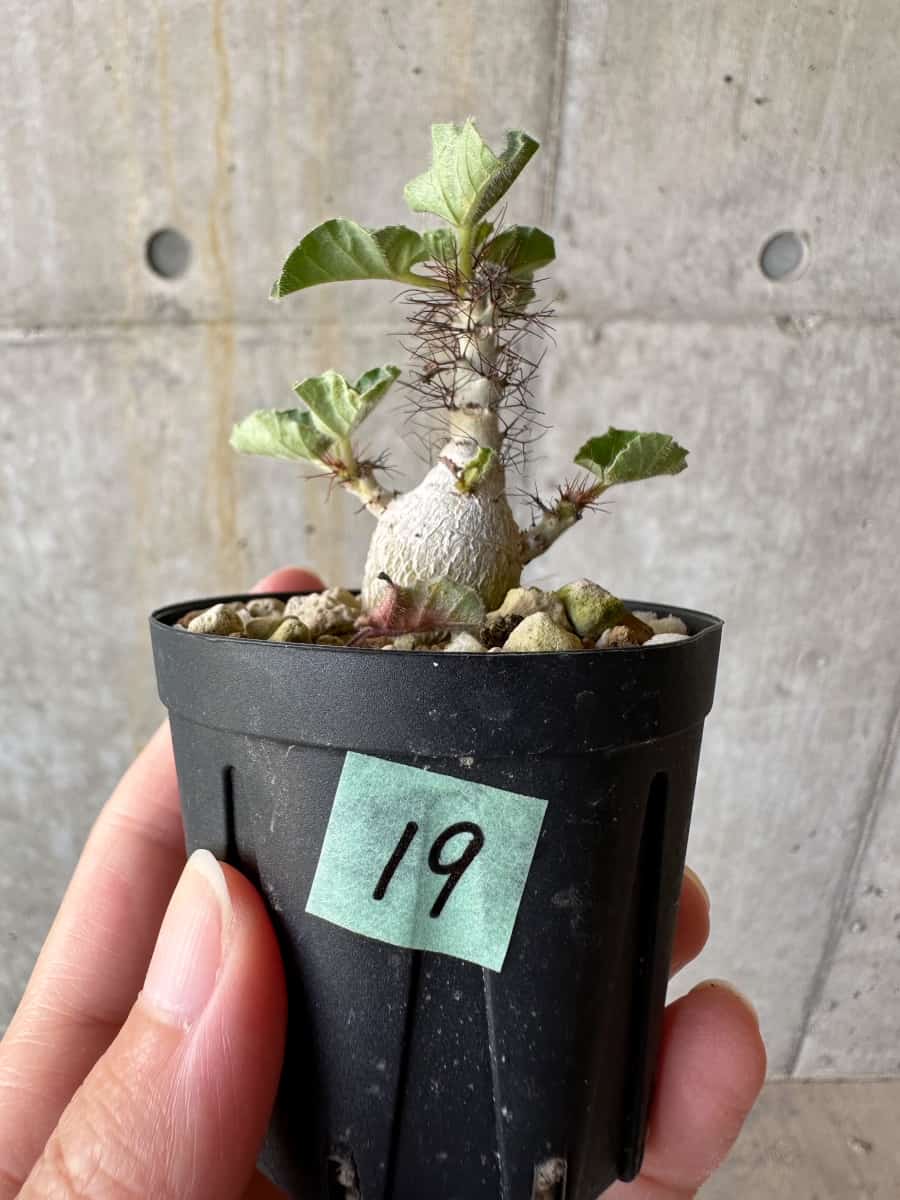 現品限り】ヤトロファ・マルギナータ【D19】 Jatropha marginata 塊根