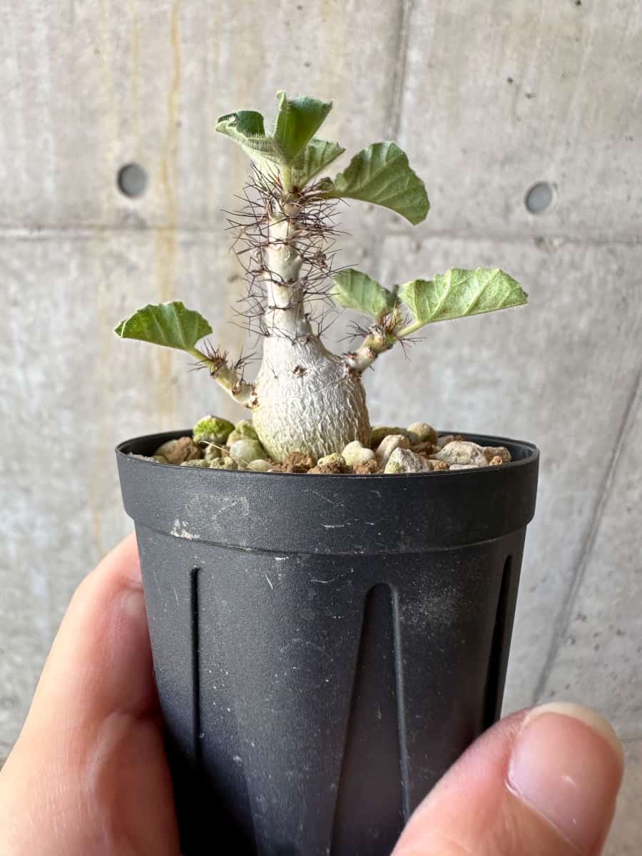 ヤトロファ マルギナータ　Jatropha marginata 現品限り】ヤトロファ・マルギナータ【D19】 Jatropha marginata 塊根