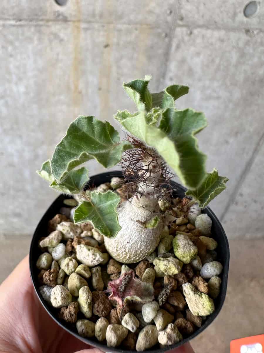 現品限り】ヤトロファ・マルギナータ【D19】 Jatropha marginata 塊根