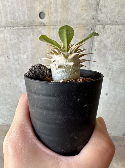 【現品限り】パキポディウム・恵比寿笑い 白花【D1】 Pachypodium brevicaule leucoxanthum