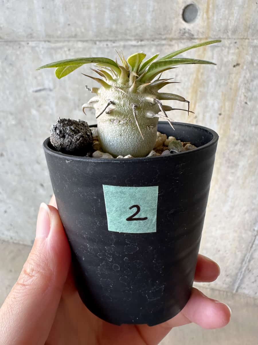 【現品限り】パキポディウム・恵比寿笑い 白花【D2】 Pachypodium brevicaule leucoxanthum