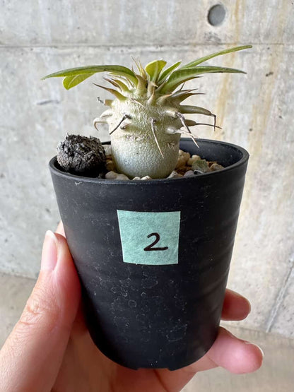 【現品限り】パキポディウム・恵比寿笑い 白花【D2】 Pachypodium brevicaule leucoxanthum