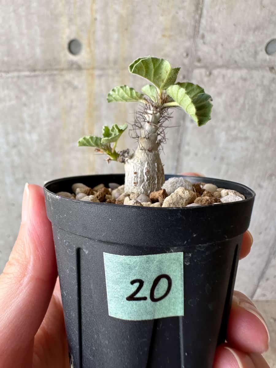 現品限り】ヤトロファ・マルギナータ【D20】 Jatropha marginata 塊根
