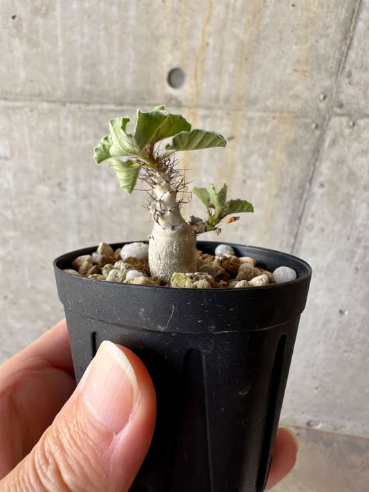 【現品限り】ヤトロファ・マルギナータ【D20】 Jatropha marginata