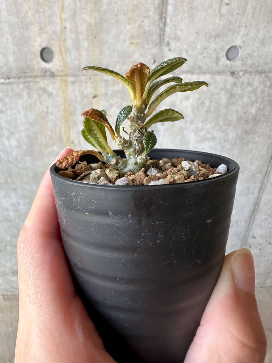 【現品限り】ドルステニア・ギガス 実生【D21】 Dorstenia gigas