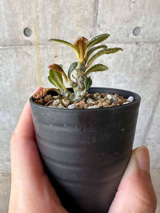 【現品限り】ドルステニア・ギガス 実生【D21】 Dorstenia gigas