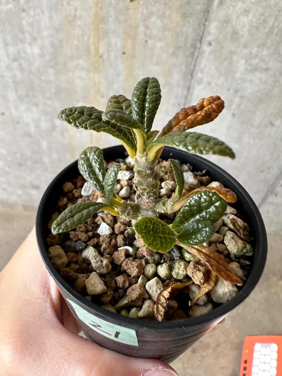 現品限り】ドルステニア・ギガス 実生【D21】 Dorstenia gigas 塊根