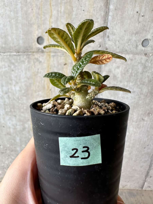 【現品限り】ドルステニア・ギガス 実生【D23】 Dorstenia gigas