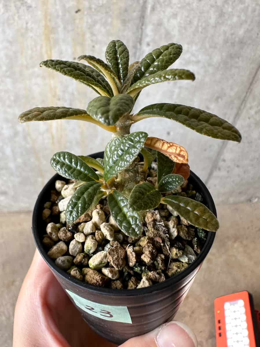 現品限り】ドルステニア・ギガス 実生【D23】 Dorstenia gigas 塊根