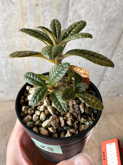 【現品限り】ドルステニア・ギガス 実生【D23】 Dorstenia gigas