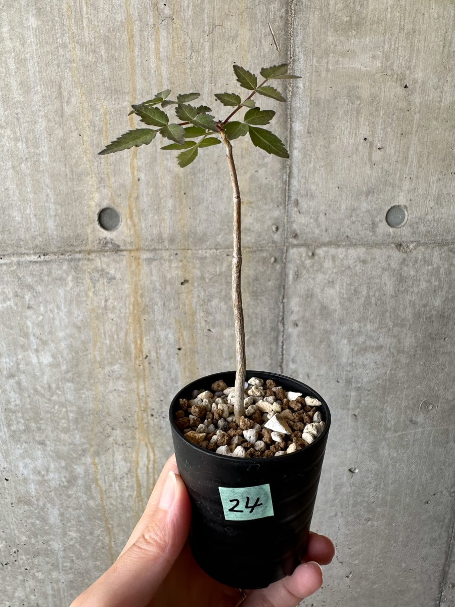 【現品限り】ブルセラ・ファガロイデス【D24】 Bursera fagaroides