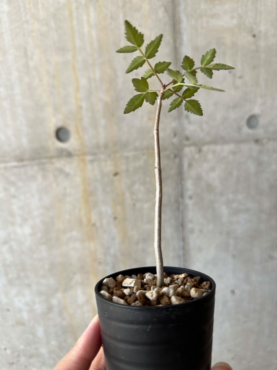 【現品限り】ブルセラ・ファガロイデス【D24】 Bursera fagaroides