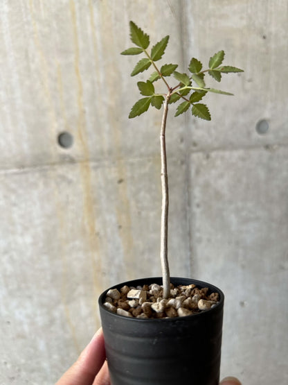 【現品限り】ブルセラ・ファガロイデス【D24】 Bursera fagaroides