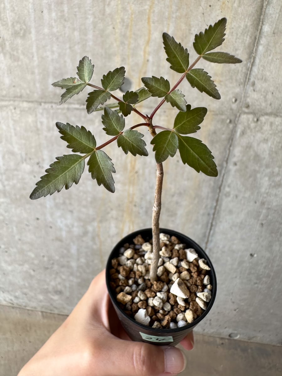 【現品限り】ブルセラ・ファガロイデス【D24】 Bursera fagaroides