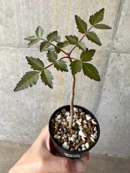 【現品限り】ブルセラ・ファガロイデス【D24】 Bursera fagaroides