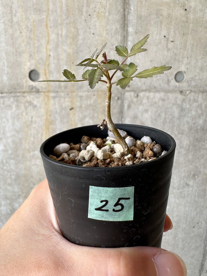 【現品限り】ブルセラ・ファガロイデス【D25】 Bursera fagaroides