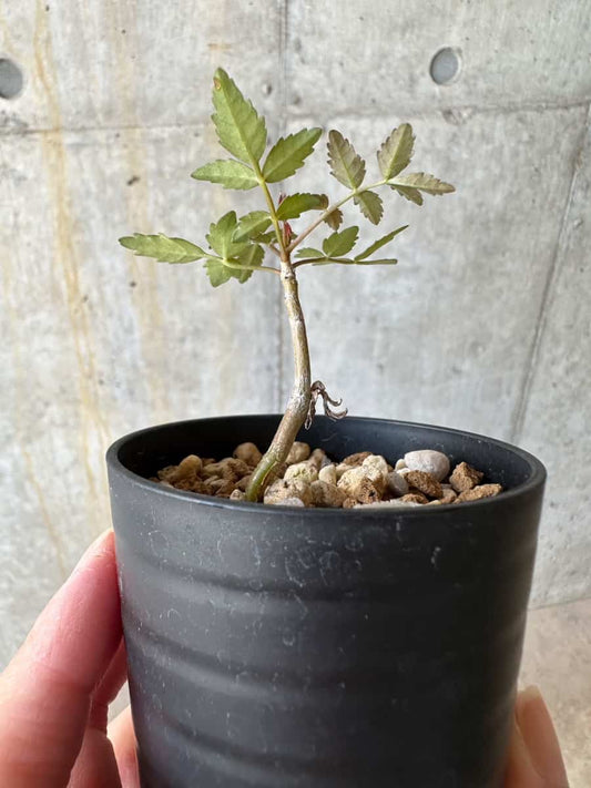 【現品限り】ブルセラ・ファガロイデス【D25】 Bursera fagaroides