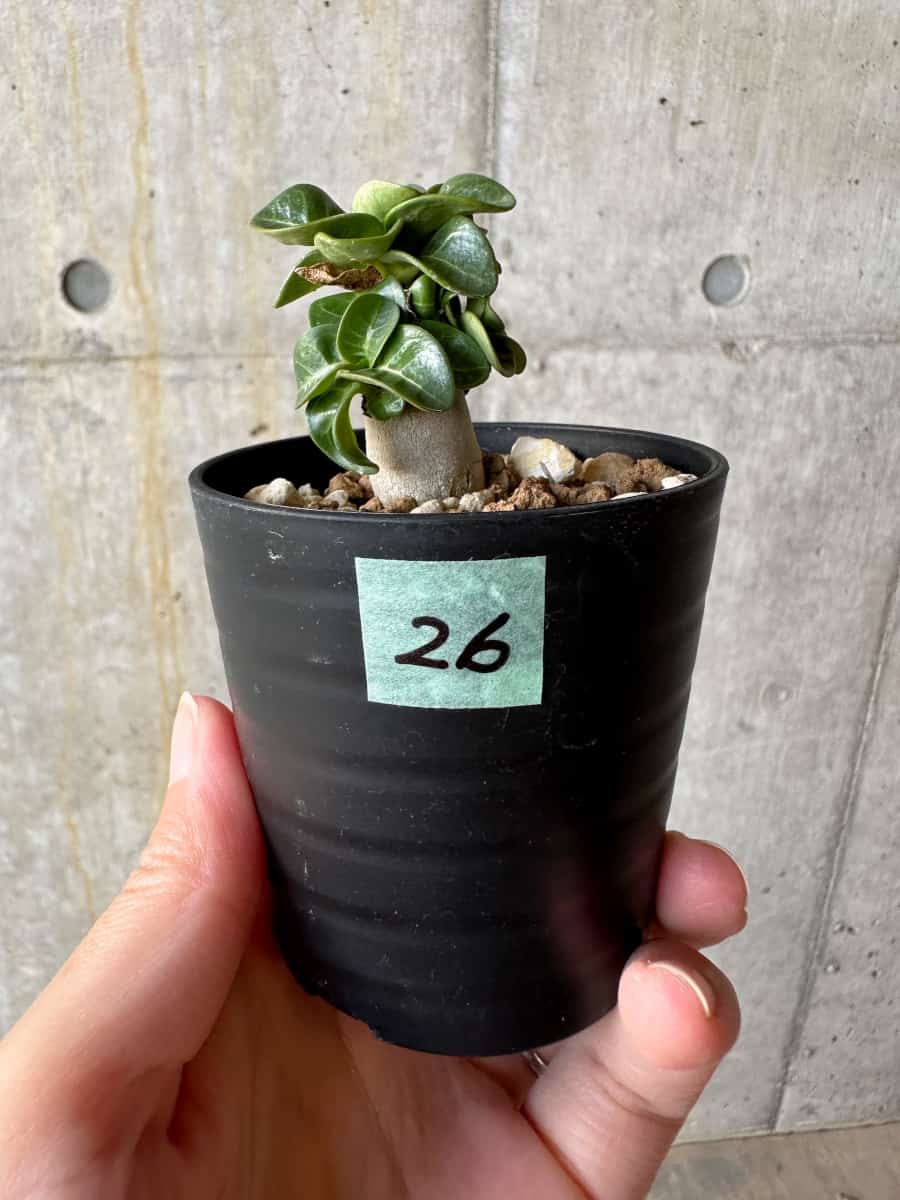 【現品限り】アデニウム・DHA 葉巻【D26】 Adenium DHA