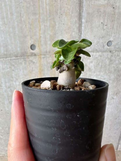 【現品限り】アデニウム・DHA 葉巻【D26】 Adenium DHA