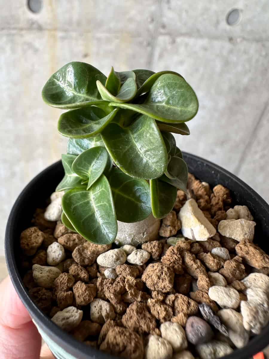 【現品限り】アデニウム・DHA 葉巻【D26】 Adenium DHA
