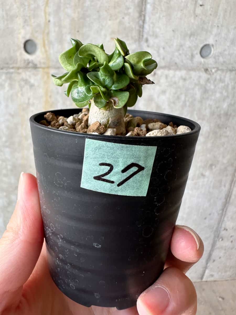 【現品限り】アデニウム・DHA 葉巻【D27】 Adenium DHA