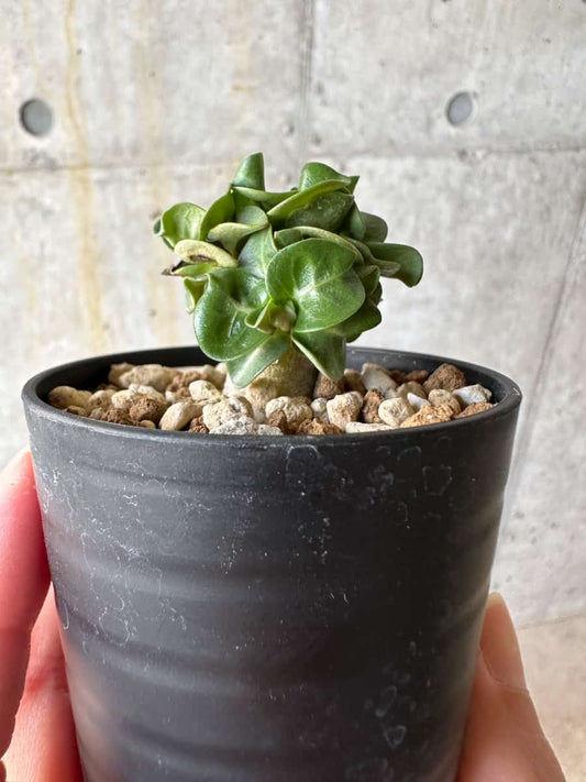 【現品限り】アデニウム・DHA 葉巻【D27】 Adenium DHA