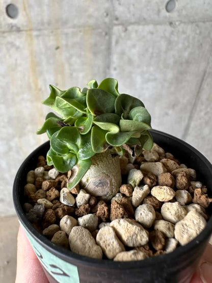 【現品限り】アデニウム・DHA 葉巻【D27】 Adenium DHA