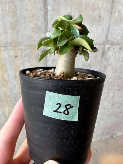 【現品限り】アデニウム・DHA 葉巻【D28】 Adenium DHA