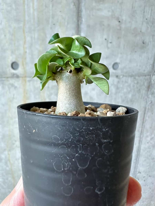 【現品限り】アデニウム・DHA 葉巻【D28】 Adenium DHA