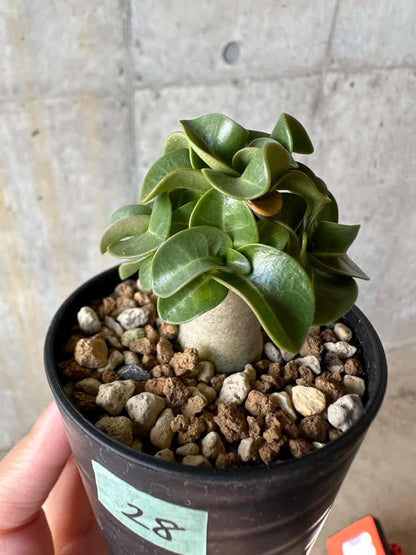 【現品限り】アデニウム・DHA 葉巻【D28】 Adenium DHA
