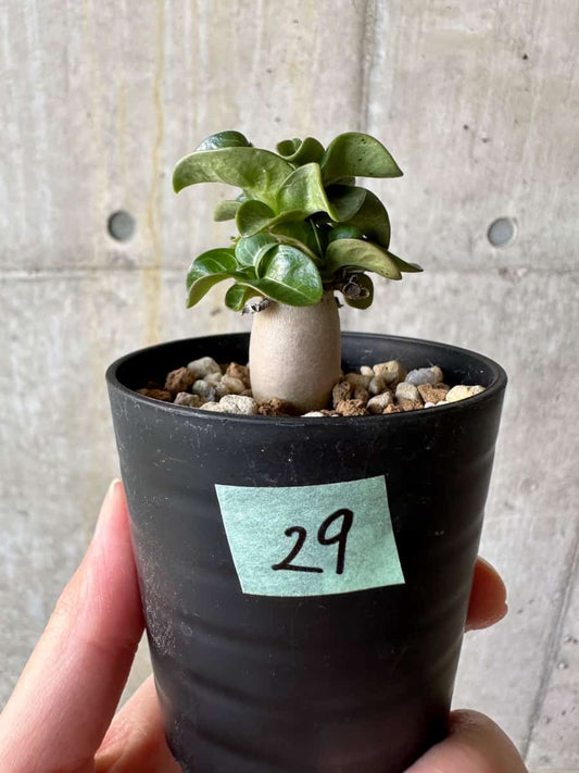 【現品限り】アデニウム・DHA 葉巻【D29】 Adenium DHA