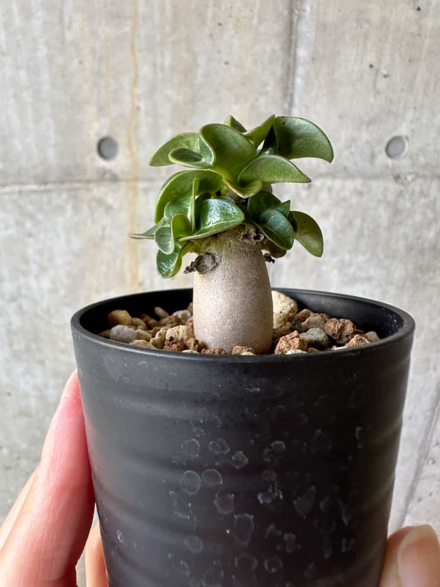 【現品限り】アデニウム・DHA 葉巻【D29】 Adenium DHA