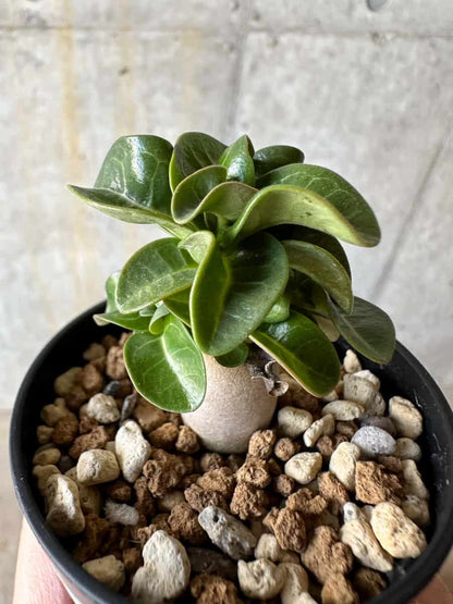 【現品限り】アデニウム・DHA 葉巻【D29】 Adenium DHA