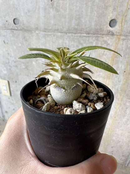 【現品限り】パキポディウム・恵比寿笑い 白花【D2】 Pachypodium brevicaule leucoxanthum
