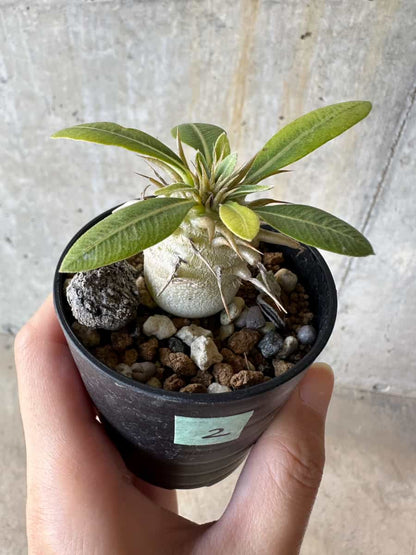 【現品限り】パキポディウム・恵比寿笑い 白花【D2】 Pachypodium brevicaule leucoxanthum