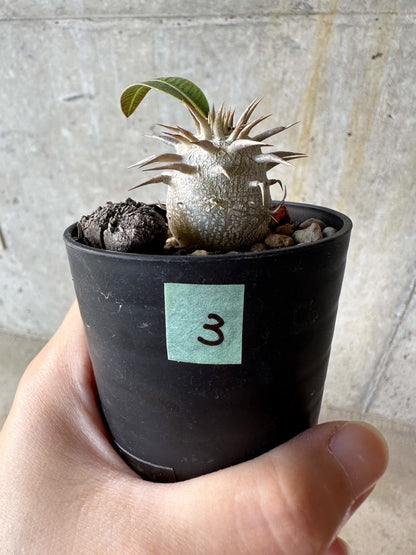 【現品限り】パキポディウム・恵比寿笑い 白花【D3】 Pachypodium brevicaule leucoxanthum