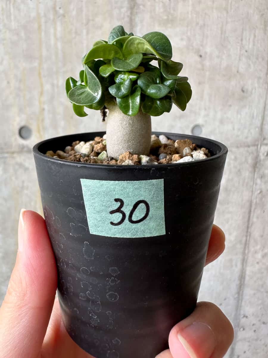 【現品限り】アデニウム・DHA 葉巻【D30】 Adenium DHA