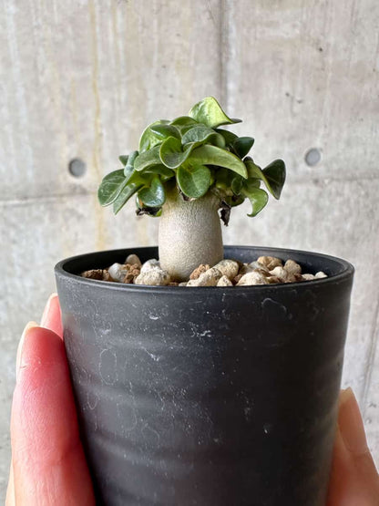 【現品限り】アデニウム・DHA 葉巻【D30】 Adenium DHA