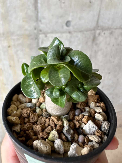 【現品限り】アデニウム・DHA 葉巻【D30】 Adenium DHA