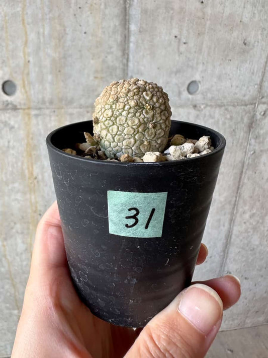 【現品限り】プセウドリトス・ミギウルティヌス【D31】 Pseudolithos migiurtinus