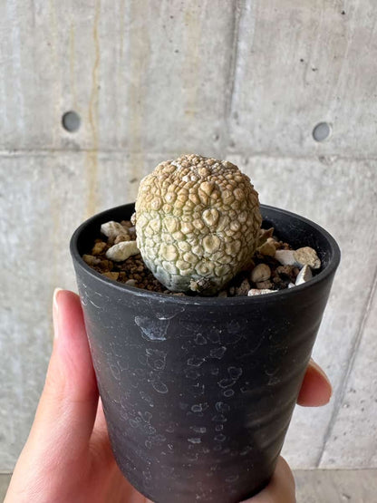【現品限り】プセウドリトス・ミギウルティヌス【D31】 Pseudolithos migiurtinus