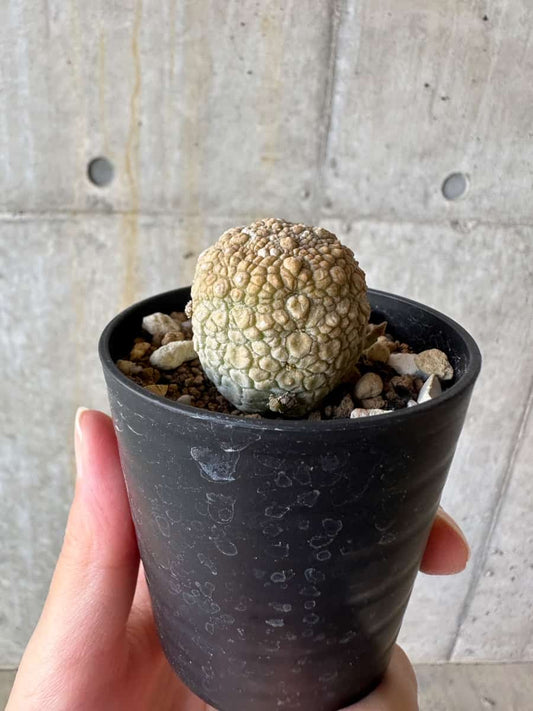 【現品限り】プセウドリトス・ミギウルティヌス【D31】 Pseudolithos migiurtinus