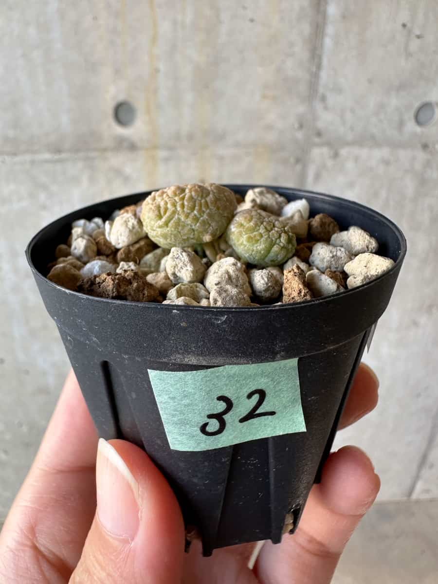 【現品限り】プセウドリトス・カプトヴィペラエ【D32】 Pseudolithos caput-viperae